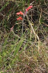 Gladiolus cunonius