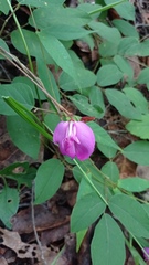 Canavalia ensiformis