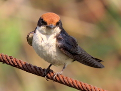Hirundo smithii smithii