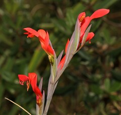 Gladiolus cunonius