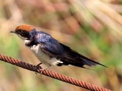 Hirundo smithii smithii