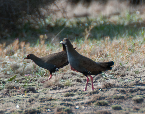 Tribonyx ventralis