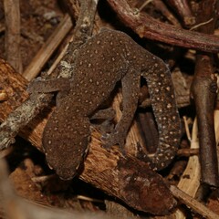 Pachydactylus geitje