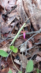 Canavalia ensiformis