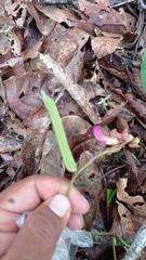 Canavalia ensiformis