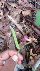 Canavalia ensiformis