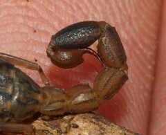 Uroplectes lineatus