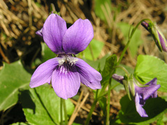 Viola reichenbachiana