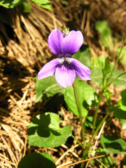 Viola reichenbachiana