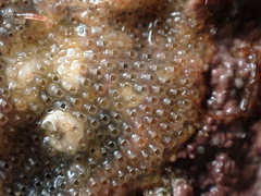 Cryptosula pallasiana