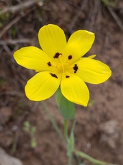 Sisyrinchium graminifolium