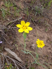 Sisyrinchium graminifolium