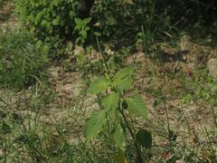 Amaranthus viridis