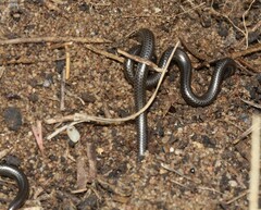 Leptotyphlops nigricans