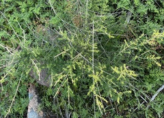 Prostanthera eurybioides