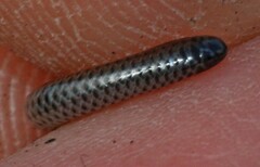 Leptotyphlops nigricans