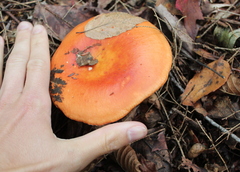 Russula decolorans