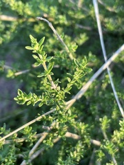Prostanthera eurybioides