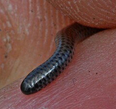 Leptotyphlops nigricans