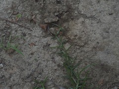 Eremochloa ophiuroides