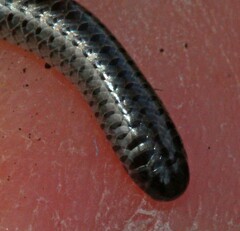 Leptotyphlops nigricans