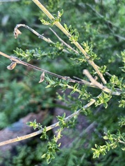Prostanthera eurybioides