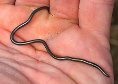 Leptotyphlops nigricans
