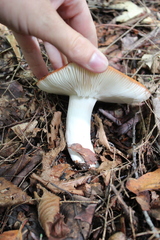 Russula decolorans