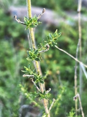 Prostanthera eurybioides
