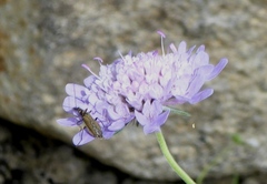 Oedemera