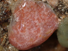 Aplidium elegans