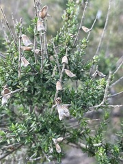 Prostanthera eurybioides