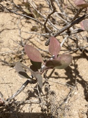 Atriplex halimus