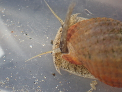 Tritia reticulata