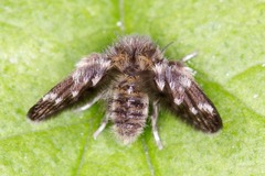 Psychodidae