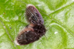 Psychodidae