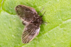 Psychodidae