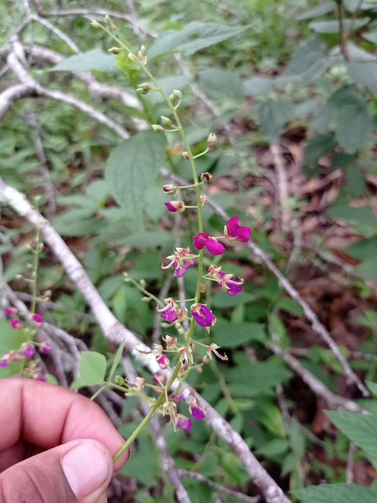 Desmodium infractum