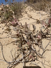Atriplex halimus