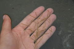 Potamogeton berchtoldii
