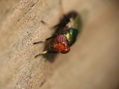 Physiphora alceae