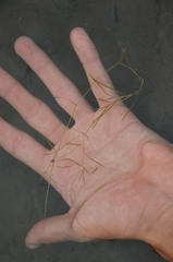 Potamogeton berchtoldii