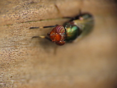 Physiphora alceae