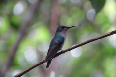 Thalurania watertonii