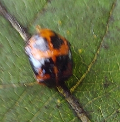 Harmonia axyridis