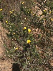 Aspalathus cymbiformis