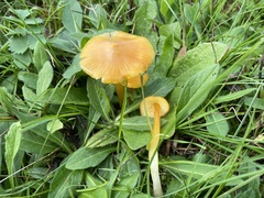 Hygrocybe acutoconica