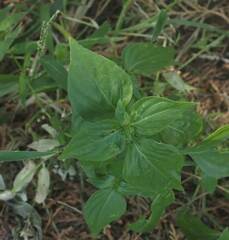 Dicliptera chinensis