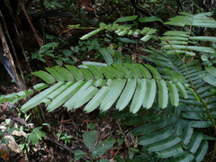 Parkia bicolor