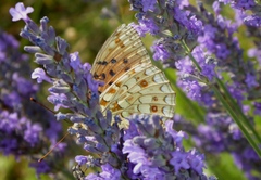 Argynnis adippe cleodoxa